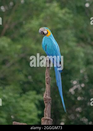 Macaw blu e giallo della specie Ara ararauna Foto Stock