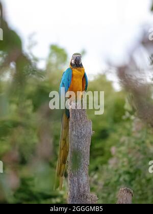 Macaw blu e giallo della specie Ara ararauna Foto Stock