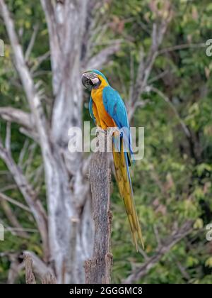 Macaw blu e giallo della specie Ara ararauna Foto Stock