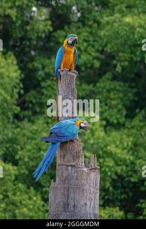 Macaw blu e giallo della specie Ara ararauna Foto Stock