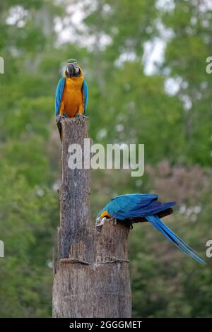 Macaw blu e giallo della specie Ara ararauna Foto Stock