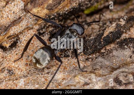 Luccicante Golden Sugar ANT della specie Camponotus sericeiventris della casta operaia Foto Stock