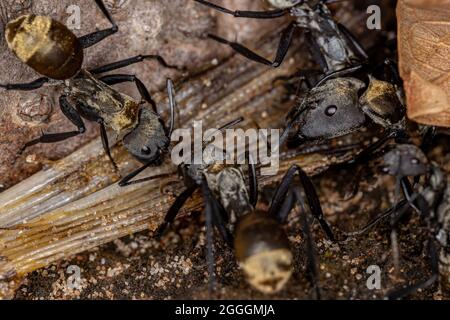 Luccicante Golden Sugar ANT della specie Camponotus sericeiventris della casta operaia Foto Stock