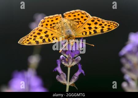 Regina di Spagna fritillario (Issoria lathonia) su un fiore di lavanda, Vallese, Svizzera Foto Stock