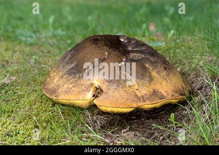 Bolete luride (Suillellus luridus), Vallese, Svizzera Foto Stock