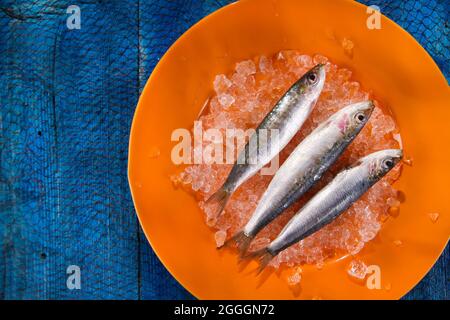 Presentazione di acciughe fresche su un letto di ghiaccio Foto Stock