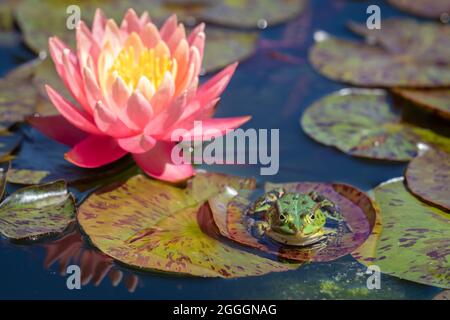 Piscina rana rilassante su una foglia in un laghetto Foto Stock