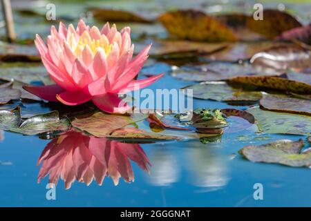 Piscina rana rilassante su una foglia in un laghetto Foto Stock