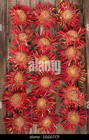 Il fiore di gerbera arancione asciugato naturalmente al sole Foto Stock