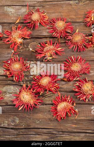 Il fiore di gerbera arancione asciugato naturalmente al sole Foto Stock