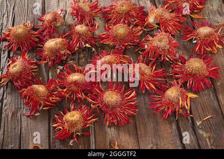 Il fiore di gerbera arancione asciugato naturalmente al sole Foto Stock