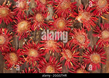 Il fiore di gerbera arancione asciugato naturalmente al sole Foto Stock