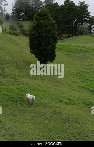 Un unico cavallo bianco che pascola su un pascolo verde nella nebbia. Il tempo è appannato. Foto Stock