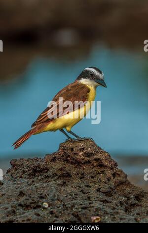 Flycatcher dalle belle dorate (Myiodynastes hemichrysus) poggiato su una formazione di roccia vulcanica sulla costa pacifica del Costa Rica Foto Stock