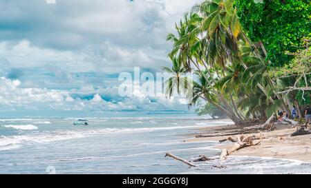 Foto paesaggistica colorata di una spiaggia sabbiosa piena di alte palme da cocco (Arecaceae) sulla costa del Pacifico della Costa Rica tropicale. Legno di deriva Foto Stock