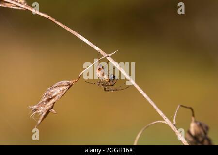 Orb web spider (famiglia Araneidae), Sidwood, Foresta di Kielder, Northumberland National Park, Regno Unito Foto Stock