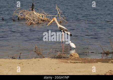 Primo piano di un uccello di Swilt Walker nel lago Foto Stock