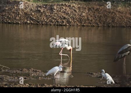 Primo piano di un uccello di Swilt Walker nel lago Foto Stock