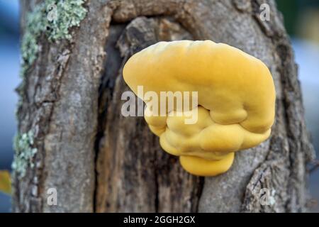 Grande pollo giallo del bosco Laetiporus sulfureus fungo che cresce su tronco di albero. Foto Stock