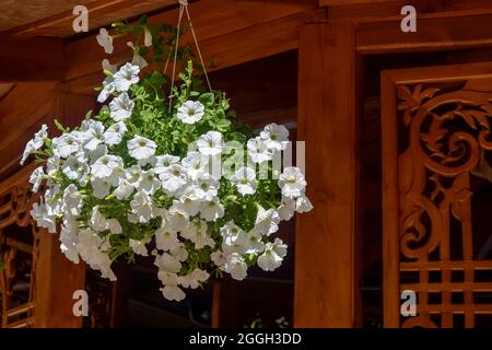 Vaso di fiori sospeso con petunia bianca in fiore sullo sfondo di un gazebo estivo in legno intagliato. Foto Stock