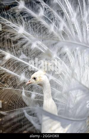 Ritratto di pavone bianco con coda aperta. Vista laterale. Primo piano testa di pavone, incorniciata da piume. Messa a fuoco selettiva. Foto Stock