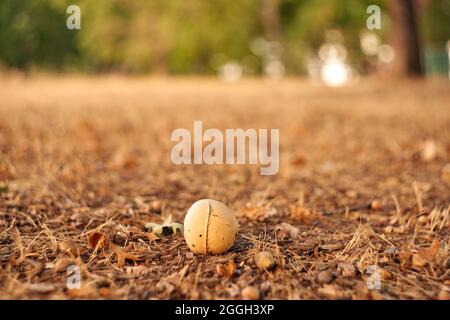 Tiglio di quercia caduto sul terreno. Foto Stock