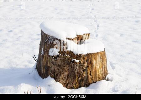 Vecchio ceppo di albero coperto di neve Foto Stock