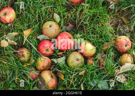 Malus domestica meli caduti frutti maturi sull'erba verde fresca Foto Stock