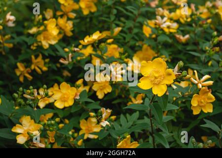 Hypericum patulum, Hypericum 'Hidcote' cultivar noto come goldentencoup erba di San Giovanni o pianta gialla mosqueta giardino con fiori gialli fiorenti Foto Stock