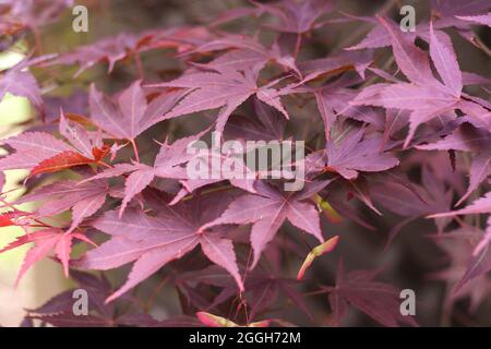 Acer palmatum giapponese acero albero rosso viola fogliame con samaras, fuoco selettivo Foto Stock