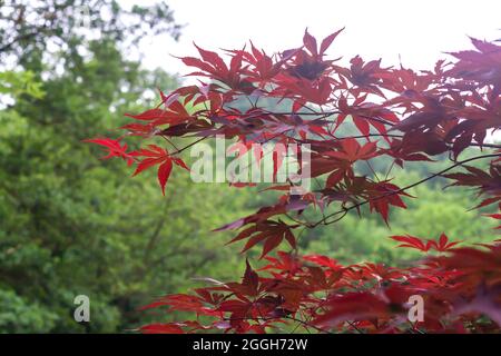 Acer palmatum giapponese acero albero rosso viola fogliame con samaras, fuoco selettivo Foto Stock