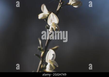 Cytisus fiore bianco scopa pisello-come fiori Foto Stock