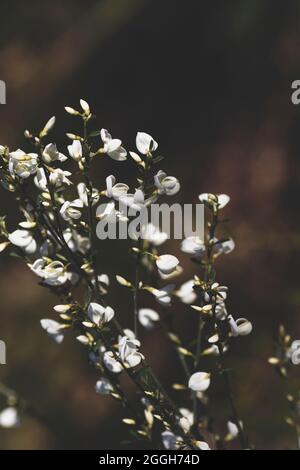 Cytisus fiore bianco scopa pisello-come fiori Foto Stock