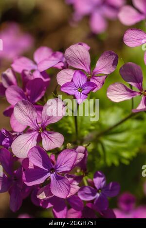 Lunaria annua o annuale onestà pianta magenta fiori colorati in primo piano Foto Stock