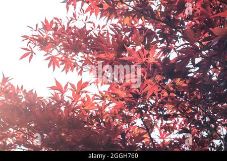 Acer palmatum giapponese acero albero rosso viola fogliame Foto Stock