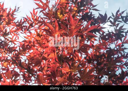 Acer palmatum giapponese acero albero rosso viola fogliame Foto Stock