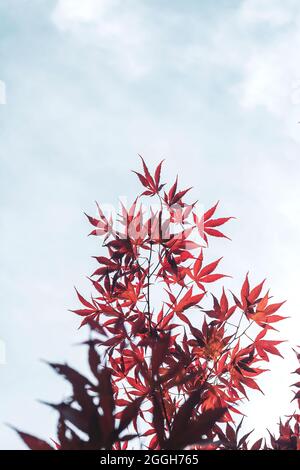 Acer palmatum giapponese acero albero rosso viola fogliame Foto Stock