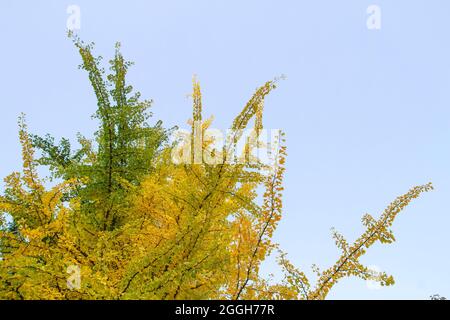Ginkgo biloba noto come albero di Maidenhair con fogliame verde che diventa giallo in autunno Foto Stock
