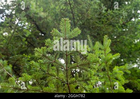 Aby alba o europeo abete bianco sempreverde conifere verde ago-come fogliame Foto Stock