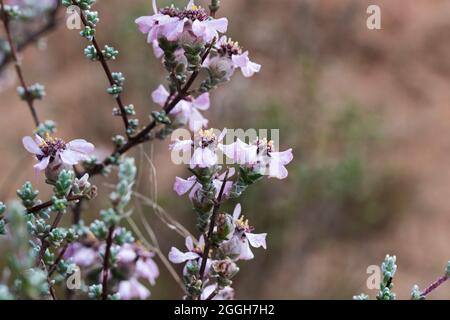 Primo piano dell'arbusto fiorito della pianta di Shortleaf Kapok (Eriocephalus brevifolius) che cresce sulla montagna di Kamiesburg Foto Stock
