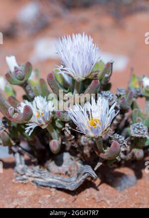 Primo piano dei fiori bianchi della pianta di ghiaccio (Mesembrianthemum) una succulenta coltivazione nel deserto di Namaqua in primavera Foto Stock