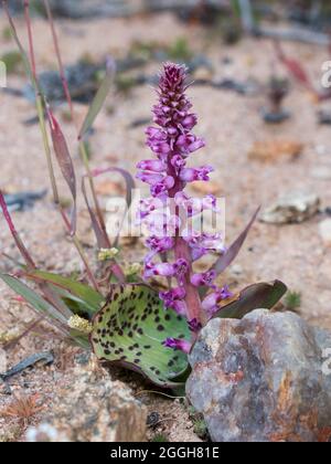 Carne Viooltjie (Lachenalia carnosa) pianta a foglia piatta con fiori rosa a viola e bianchi disposti su un lungo gambo Foto Stock