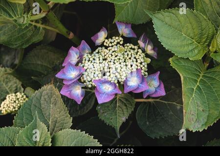 Hydrangea macrophylla hortensia fiori viola fioritura Foto Stock