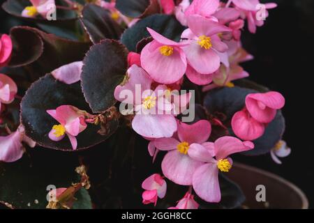 Begonia cullata conosciuta come cera begonia fiori rosa fioritura Foto Stock