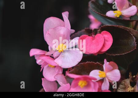 Begonia cullata conosciuta come cera begonia rosa fiore fiori in primo piano Foto Stock