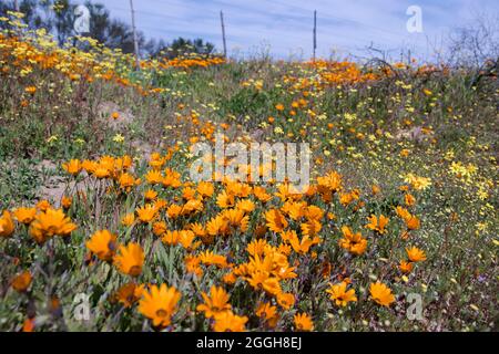 Margherite arancioni e altri fiori selvatici che crescono sul lato della strada nella regione di Namaqualand Foto Stock