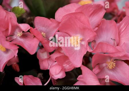 Begonia cullata conosciuta come cera begonia fiori rosa fioritura Foto Stock