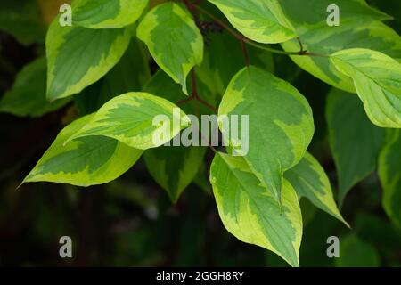 Cornus alba il dogwood siberiano foglie variegate verde dettaglio Foto Stock