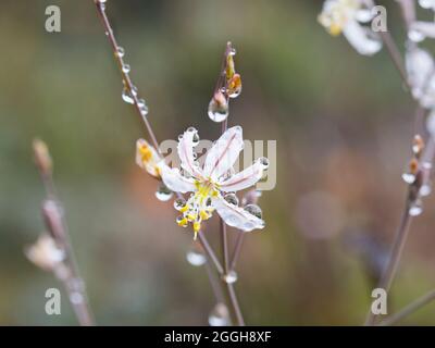 Un primo piano di un piccolo fiore bianco con gocce di rugiada sui petali della pianta di Capespinachs (genere Trachyandra) Foto Stock