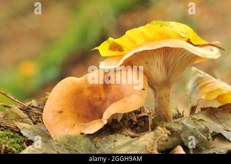 Fungi di cappellino tawny che crescono dalla lettiera di foglie autunnali Foto Stock